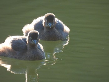 Little Grebe 定光寺公園 Tue, 12/26/2023