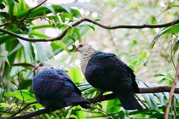 White-headed Pigeon Taronga Zoo Sydney  Mon, 7/2/2018