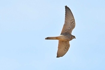 Common Kestrel 稲敷市甘田干拓 Mon, 12/18/2023