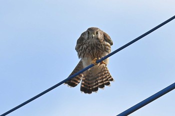 Common Kestrel 稲敷市甘田干拓 Mon, 12/18/2023