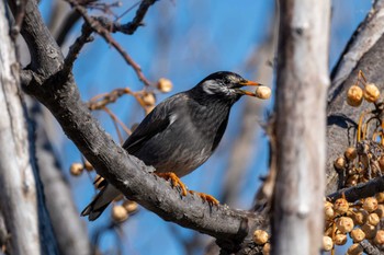 White-cheeked Starling 城沼 Tue, 12/26/2023