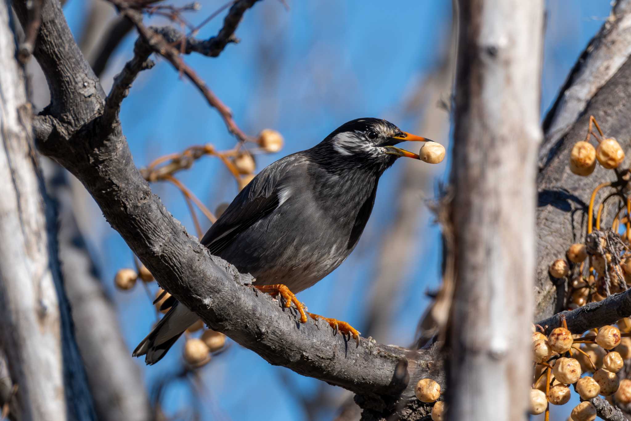 Photo of White-cheeked Starling at 城沼 by MNB EBSW