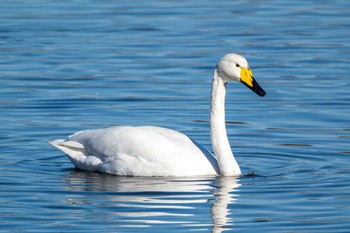 2023年12月26日(火) 城沼の野鳥観察記録