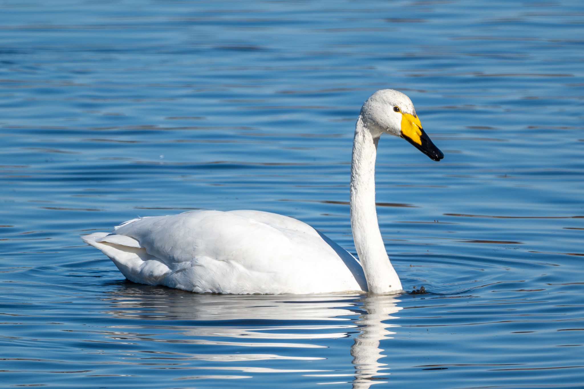 Whooper Swan