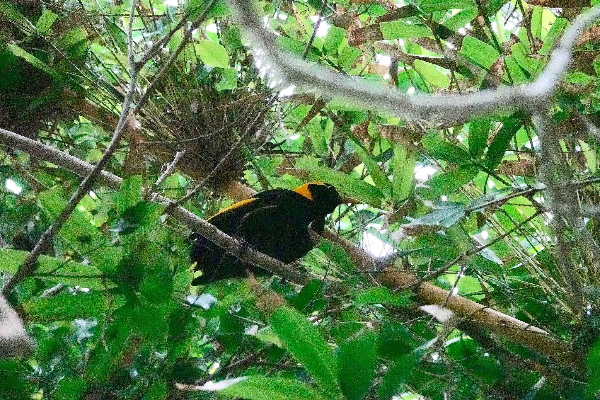 Photo of Regent Bowerbird at Taronga Zoo Sydney  by のどか