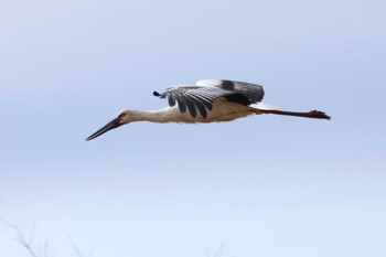 2023年12月24日(日) 渡良瀬遊水地の野鳥観察記録