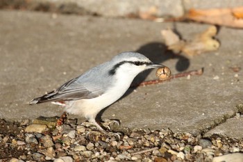 2018年10月25日(木) 北海道 函館市 東山の野鳥観察記録