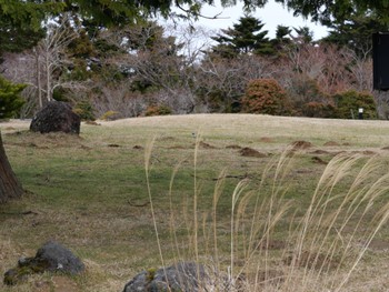 セグロセキレイ 天城高原 2023年12月27日(水)