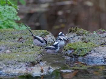 2023年12月25日(月) 横浜市立金沢自然公園の野鳥観察記録