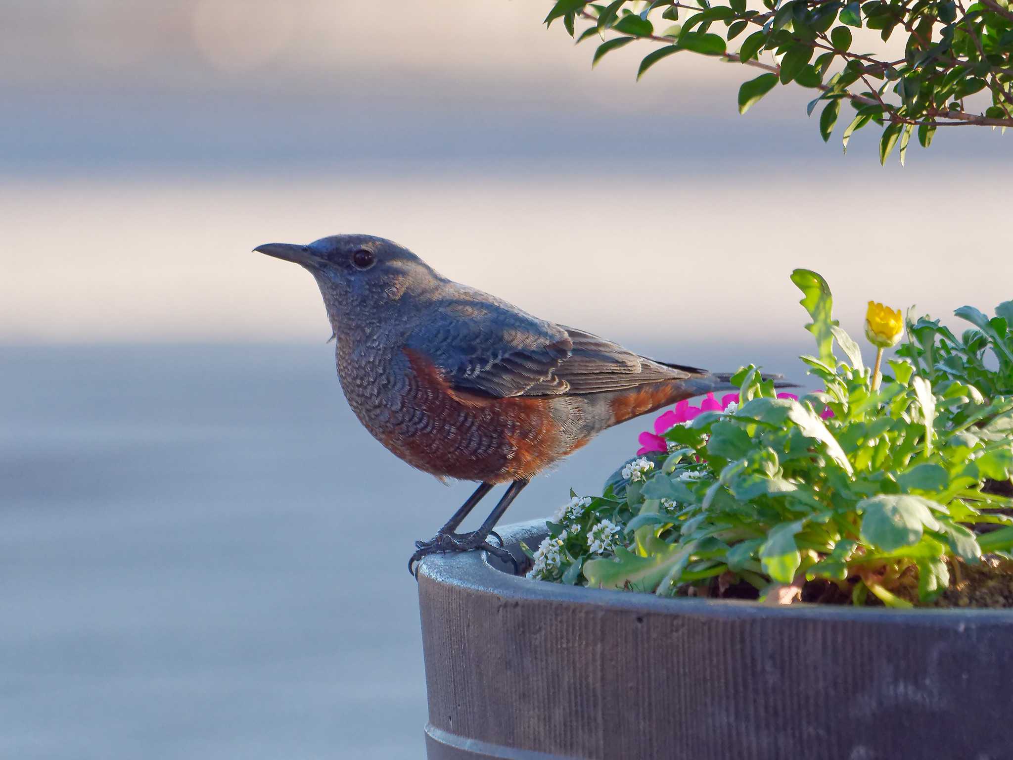 Blue Rock Thrush