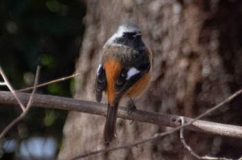 Daurian Redstart Nogawa Wed, 12/20/2023