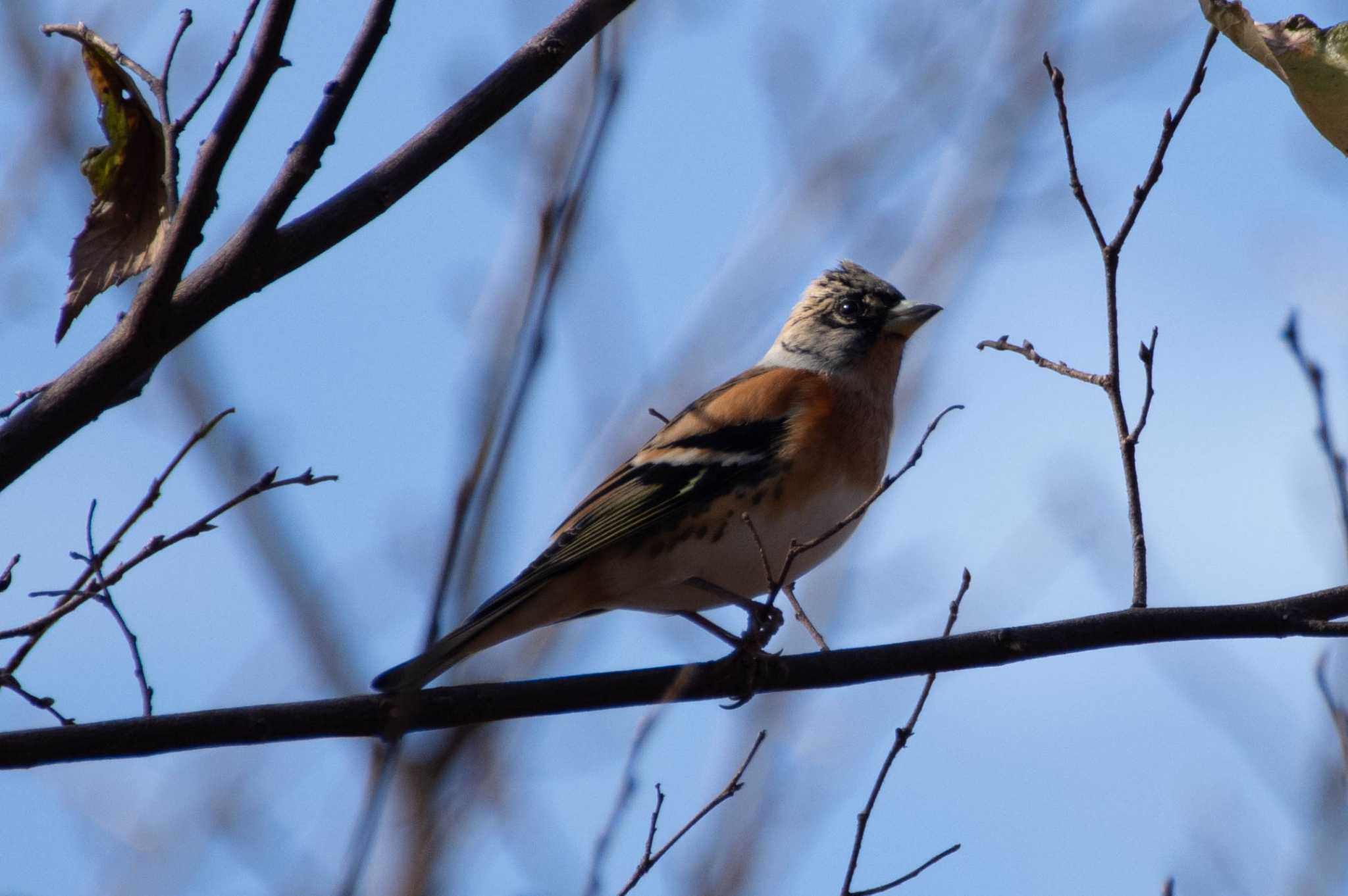 Photo of Brambling at Nogawa by EbihaKirai