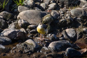 Grey Wagtail Nogawa Wed, 12/20/2023