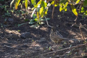 Masked Bunting Nogawa Wed, 12/20/2023