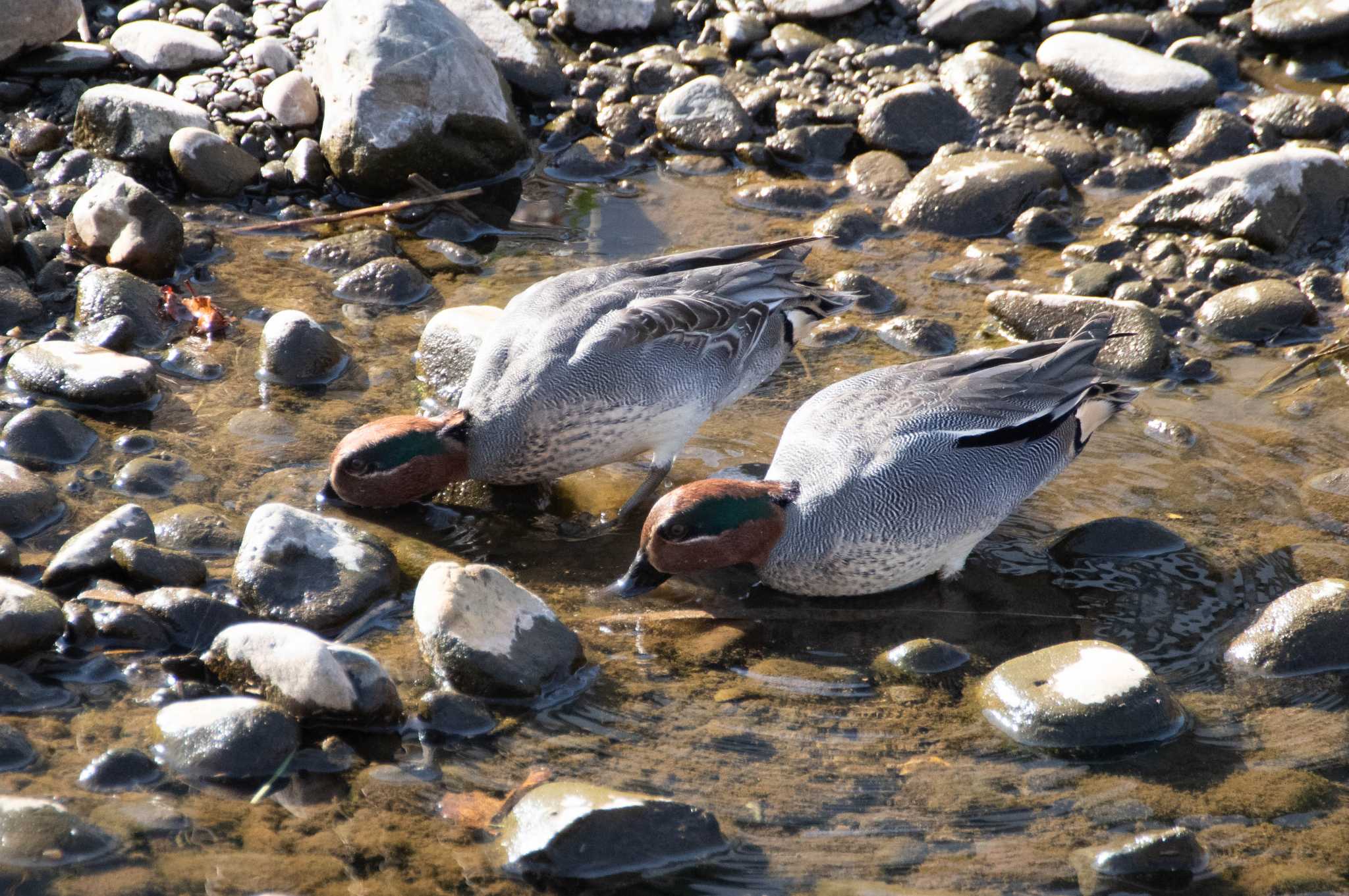 Photo of Eurasian Teal at Nogawa by EbihaKirai