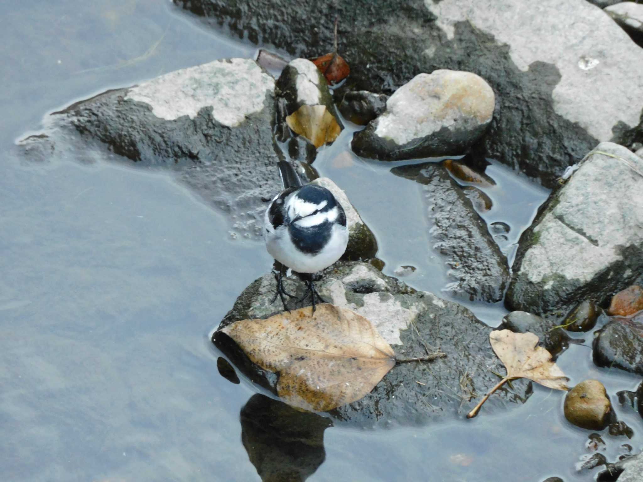 White Wagtail