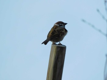 2023年12月27日(水) 平和の森公園、妙正寺川の野鳥観察記録