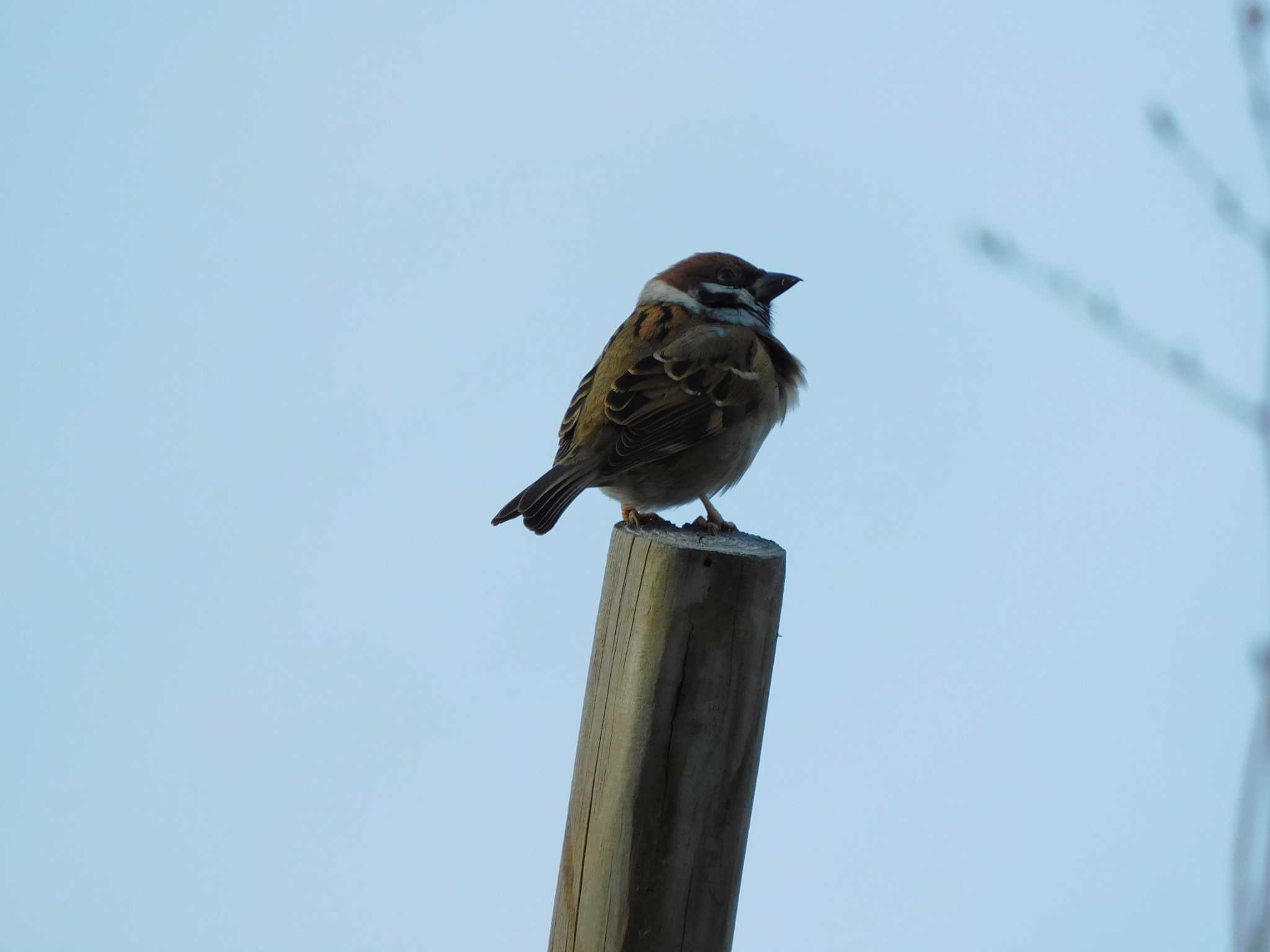 Eurasian Tree Sparrow