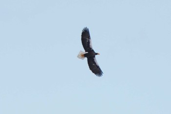 Steller's Sea Eagle Unknown Spots Wed, 12/27/2023