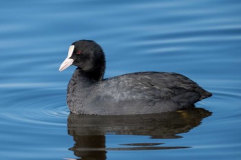 Eurasian Coot 城沼 Tue, 12/26/2023