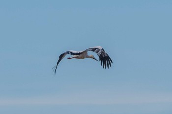 2023年12月27日(水) 渡良瀬遊水地の野鳥観察記録