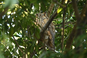 2023年12月22日(金) 渡良瀬遊水地の野鳥観察記録