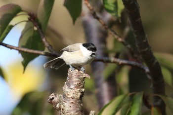 ハシブトガラ 北海道 函館市 東山 2018年10月25日(木)