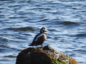 2023年12月27日(水) 平磯海岸の野鳥観察記録