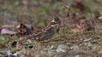 Yellow-throated Bunting 京都府立植物園 Wed, 12/27/2023