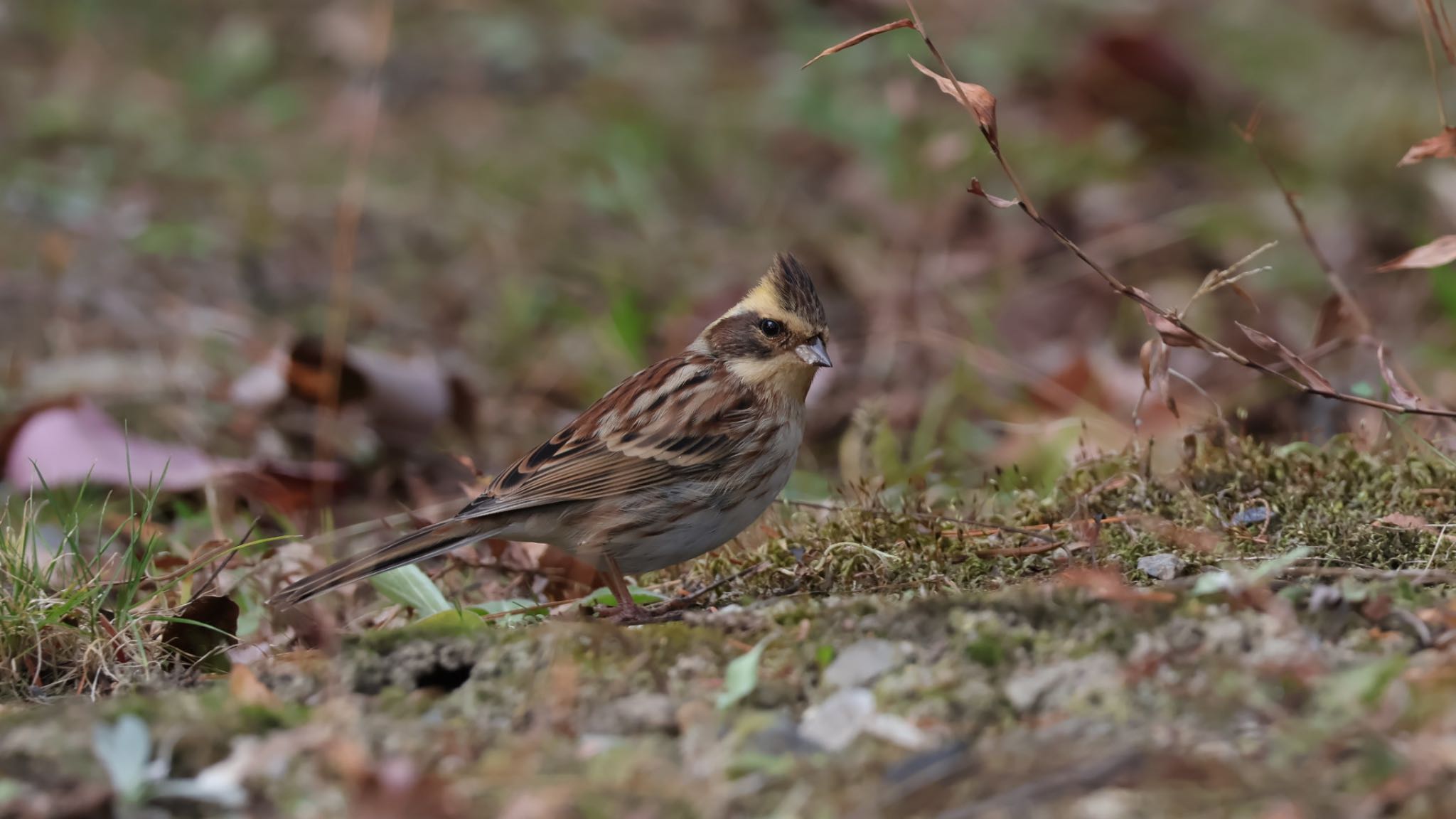 Photo of Yellow-throated Bunting at 京都府立植物園 by Noyama