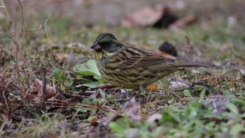 Masked Bunting 京都府立植物園 Wed, 12/27/2023