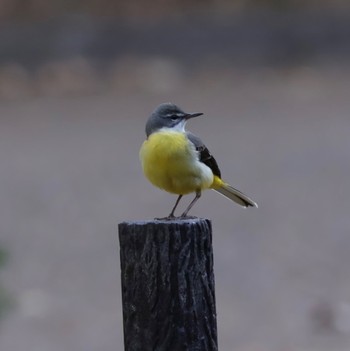 Grey Wagtail 京都府立植物園 Wed, 12/27/2023