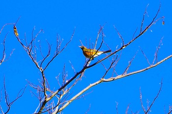 Brown-headed Thrush 神奈川県自然環境保全センター Fri, 12/22/2023