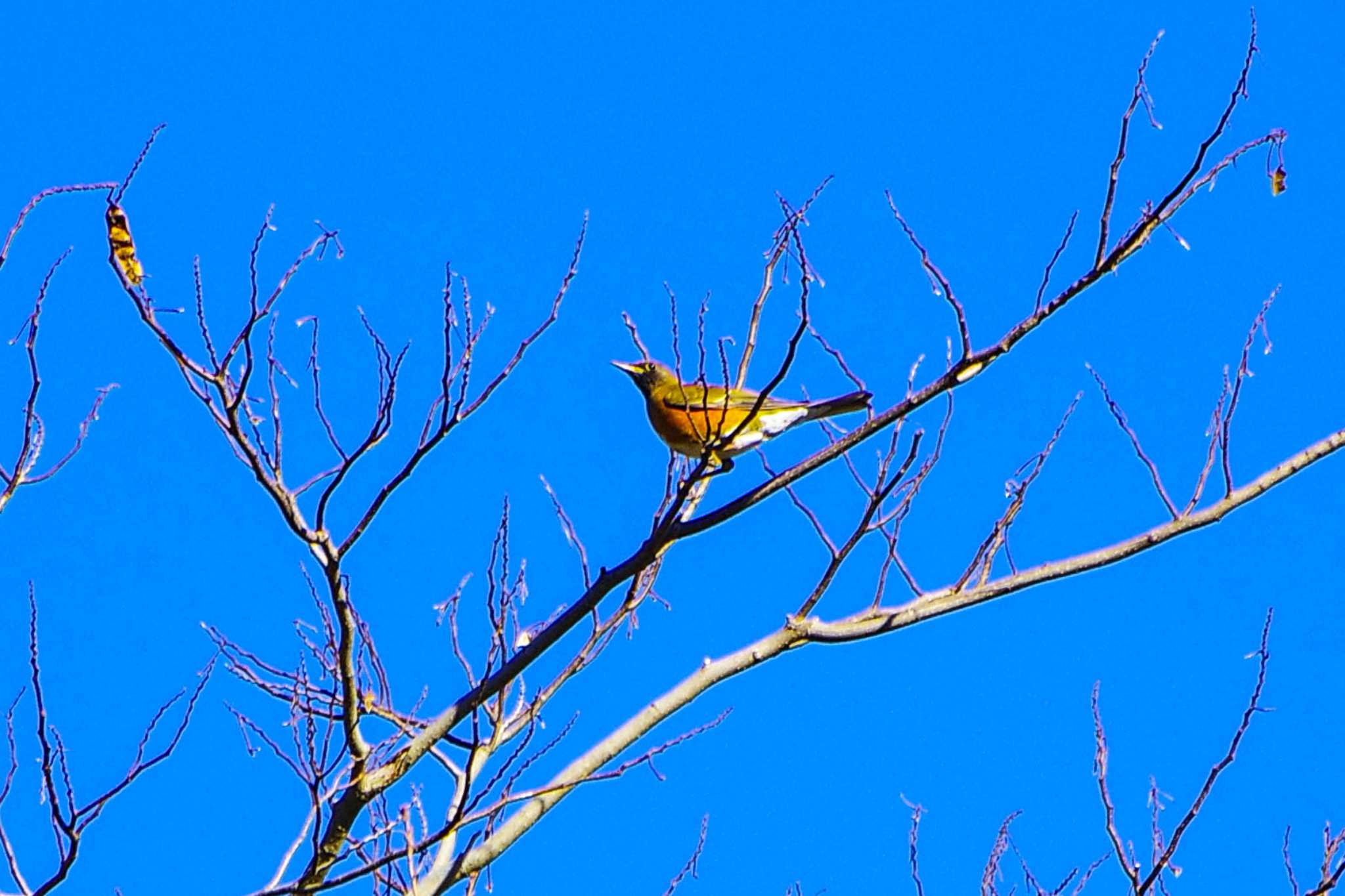 Photo of Brown-headed Thrush at 神奈川県自然環境保全センター by BW11558