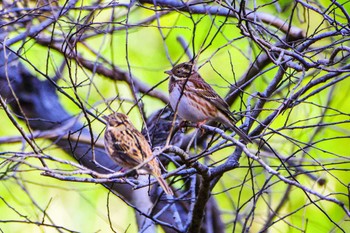 Rustic Bunting 神奈川県自然環境保全センター Fri, 12/22/2023