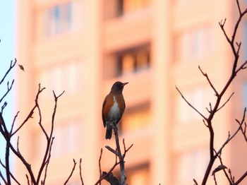 2023年12月26日(火) マイフィールドaの野鳥観察記録