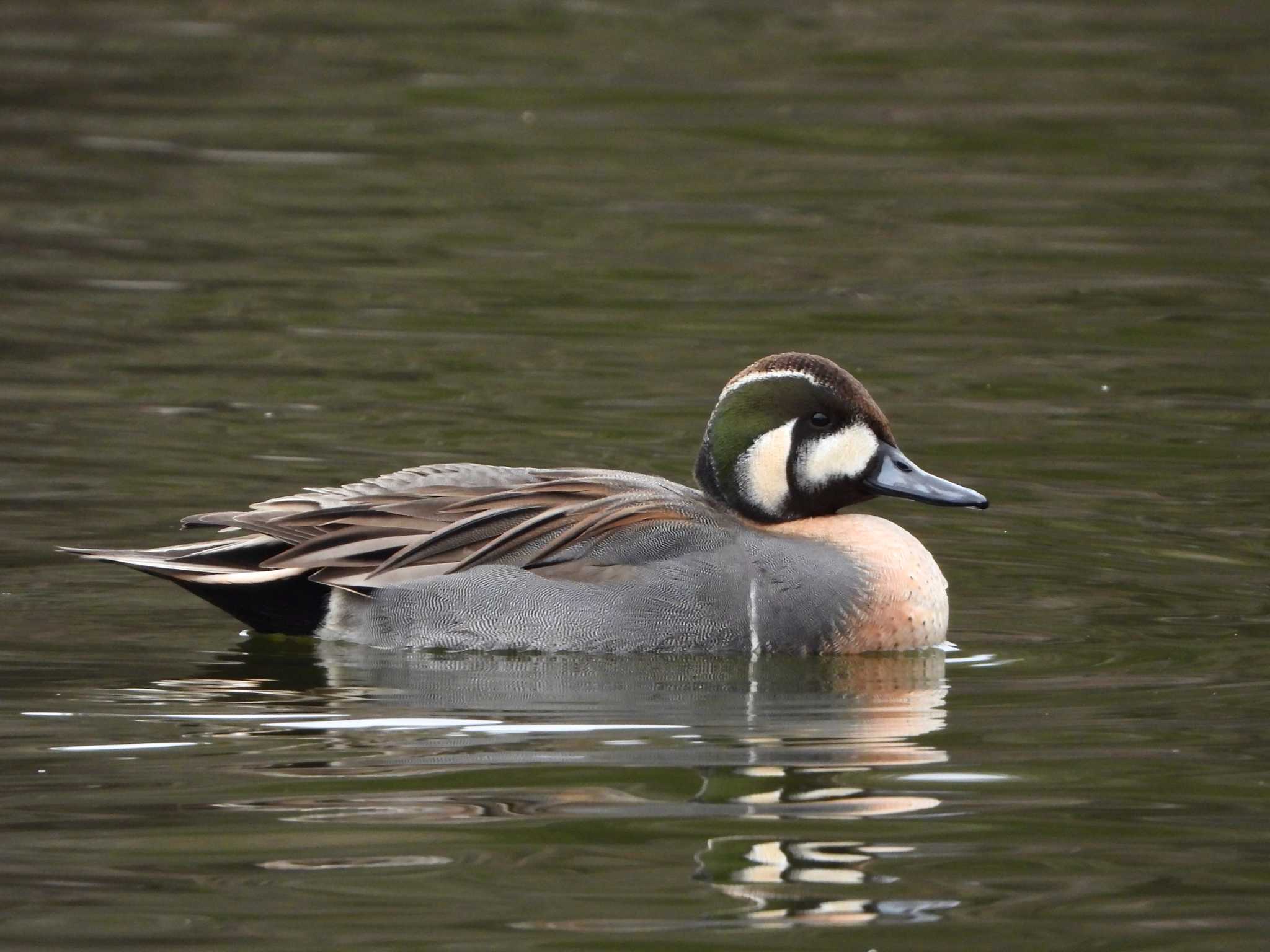 Northern Pintail x Baikal Teal