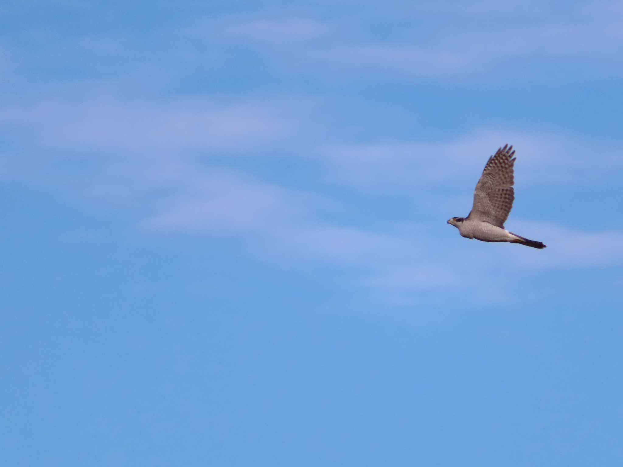 Eurasian Goshawk