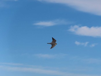 2023年12月27日(水) 多摩川の野鳥観察記録