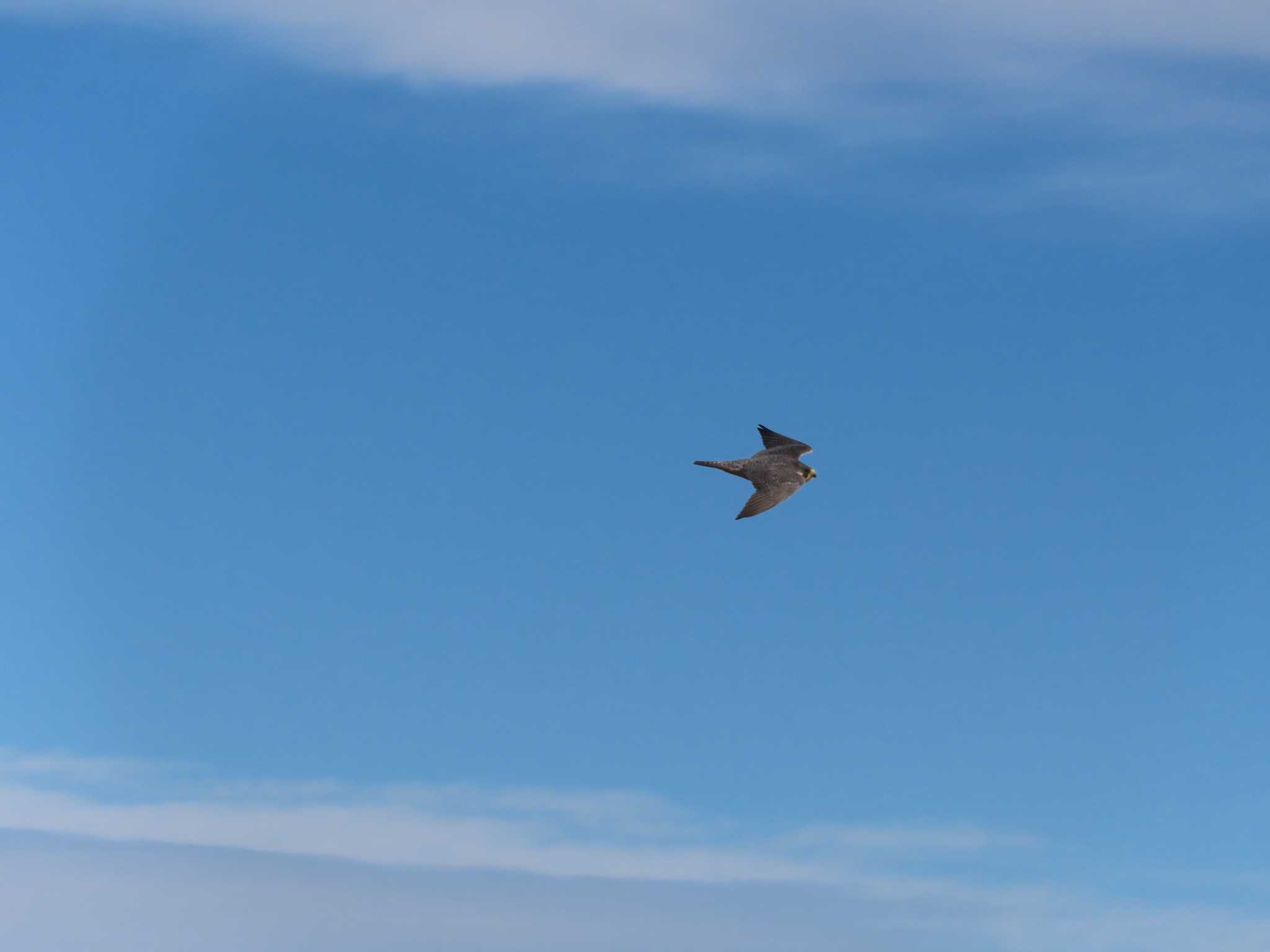 Peregrine Falcon