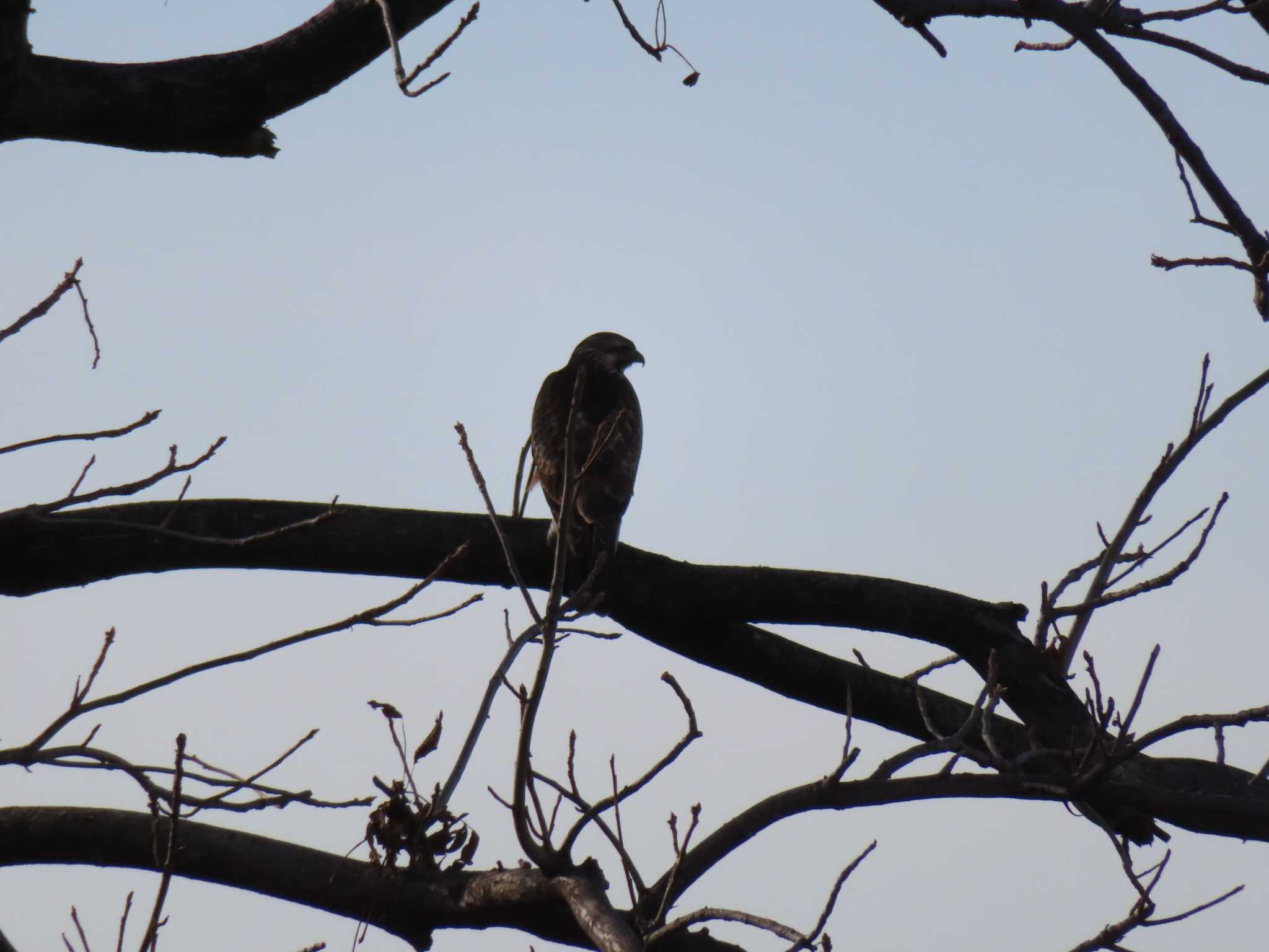 Eastern Buzzard