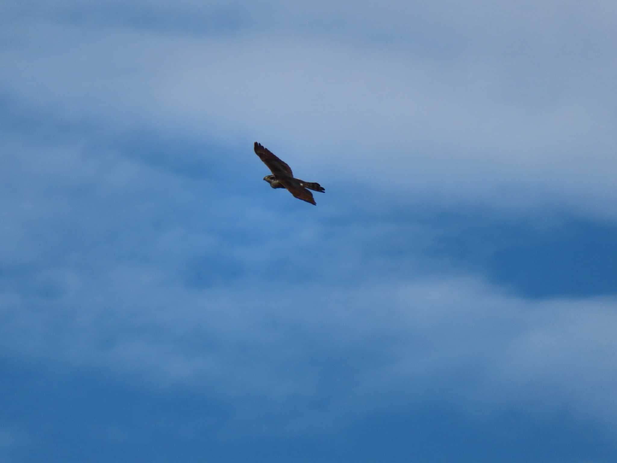 Eurasian Goshawk