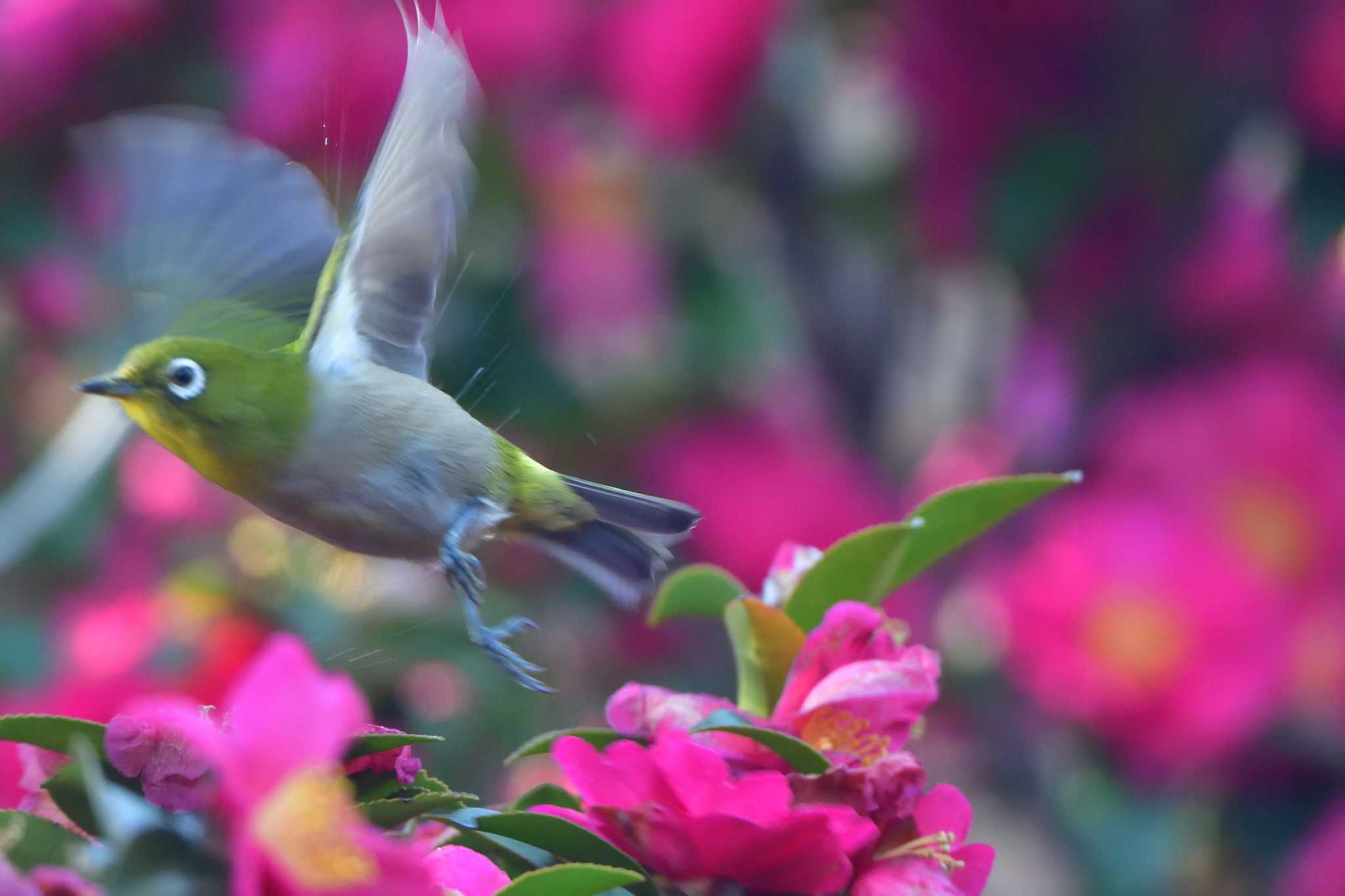 長浜公園 メジロの写真