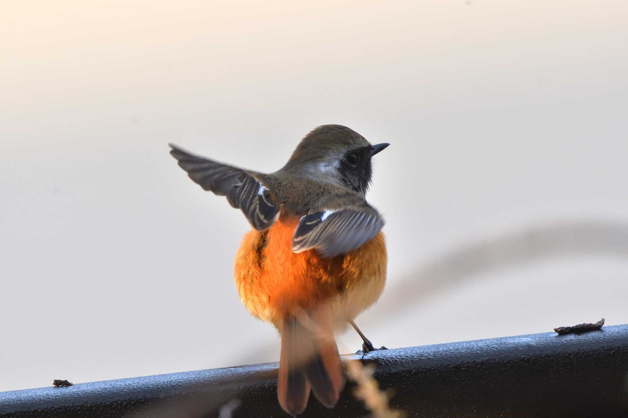 長浜公園 ジョウビタキの写真