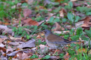 2023年12月27日(水) 長浜公園の野鳥観察記録