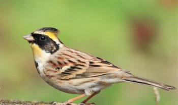 Yellow-throated Bunting 家の庭 Tue, 12/26/2023