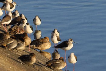 Black-winged Stilt 土留木川河口(東海市) Tue, 12/26/2023