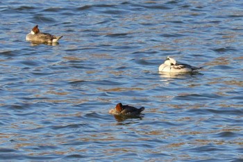 2023年12月27日(水) 七本木池公園(半田市)の野鳥観察記録