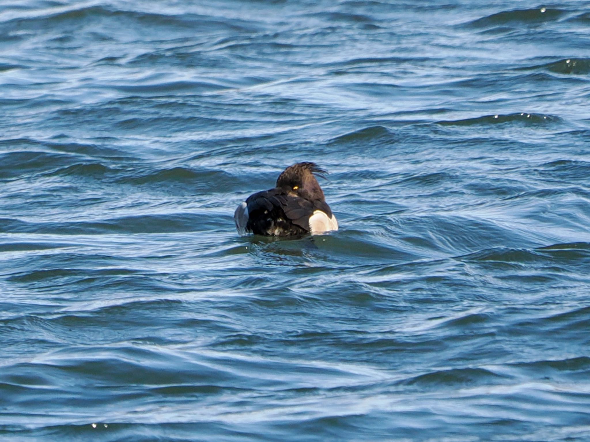 Tufted Duck