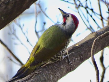 2023年12月27日(水) 舞岡公園の野鳥観察記録